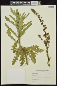 Verbascum blattaria image