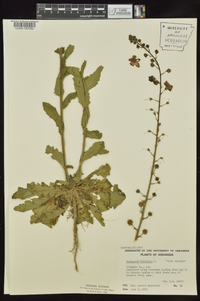 Verbascum blattaria image