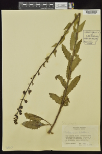 Verbascum blattaria image