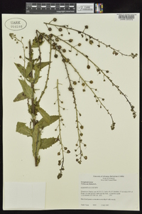 Verbascum blattaria image