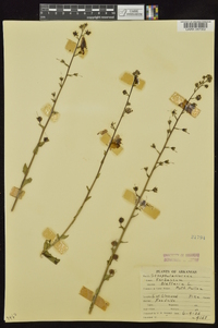 Verbascum blattaria image