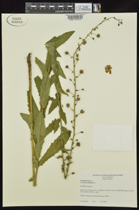 Verbascum blattaria image