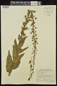 Verbascum blattaria image