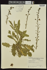 Verbascum blattaria image