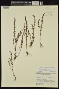 Veronica peregrina subsp. xalapensis image