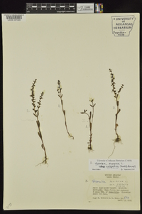 Veronica peregrina subsp. xalapensis image