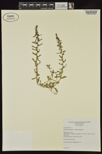 Veronica peregrina subsp. peregrina image