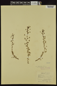 Veronica persica image