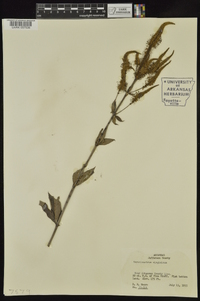 Veronicastrum virginicum image