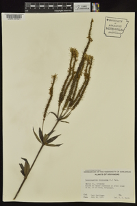 Veronicastrum virginicum image