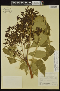 Ailanthus altissima image