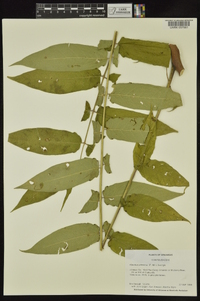 Ailanthus altissima image