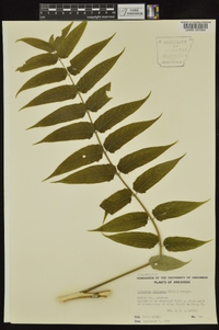 Ailanthus altissima image