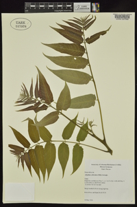 Ailanthus altissima image