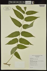 Ailanthus altissima image