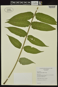 Ailanthus altissima image