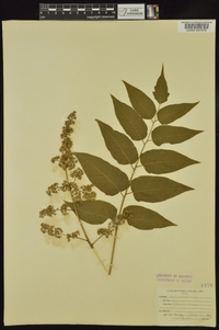 Ailanthus altissima image