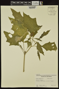 Datura stramonium image