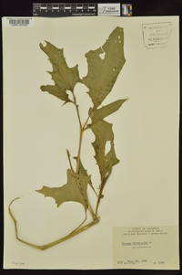 Datura stramonium image