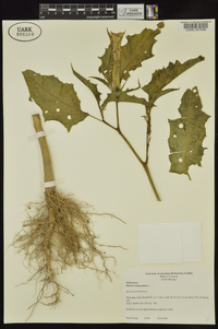 Datura stramonium image