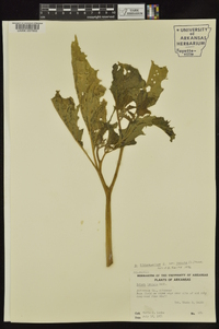 Datura stramonium image