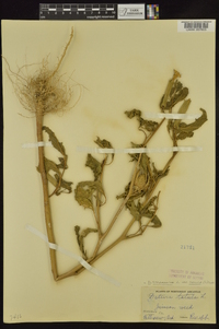 Datura stramonium image