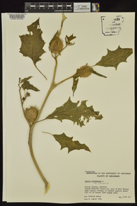 Datura stramonium image