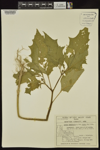 Datura stramonium image