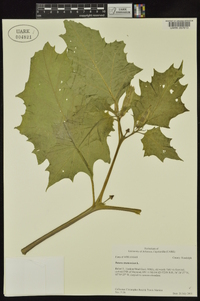 Datura stramonium image