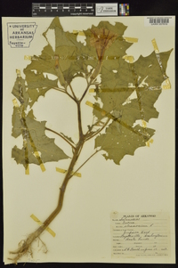 Datura stramonium image