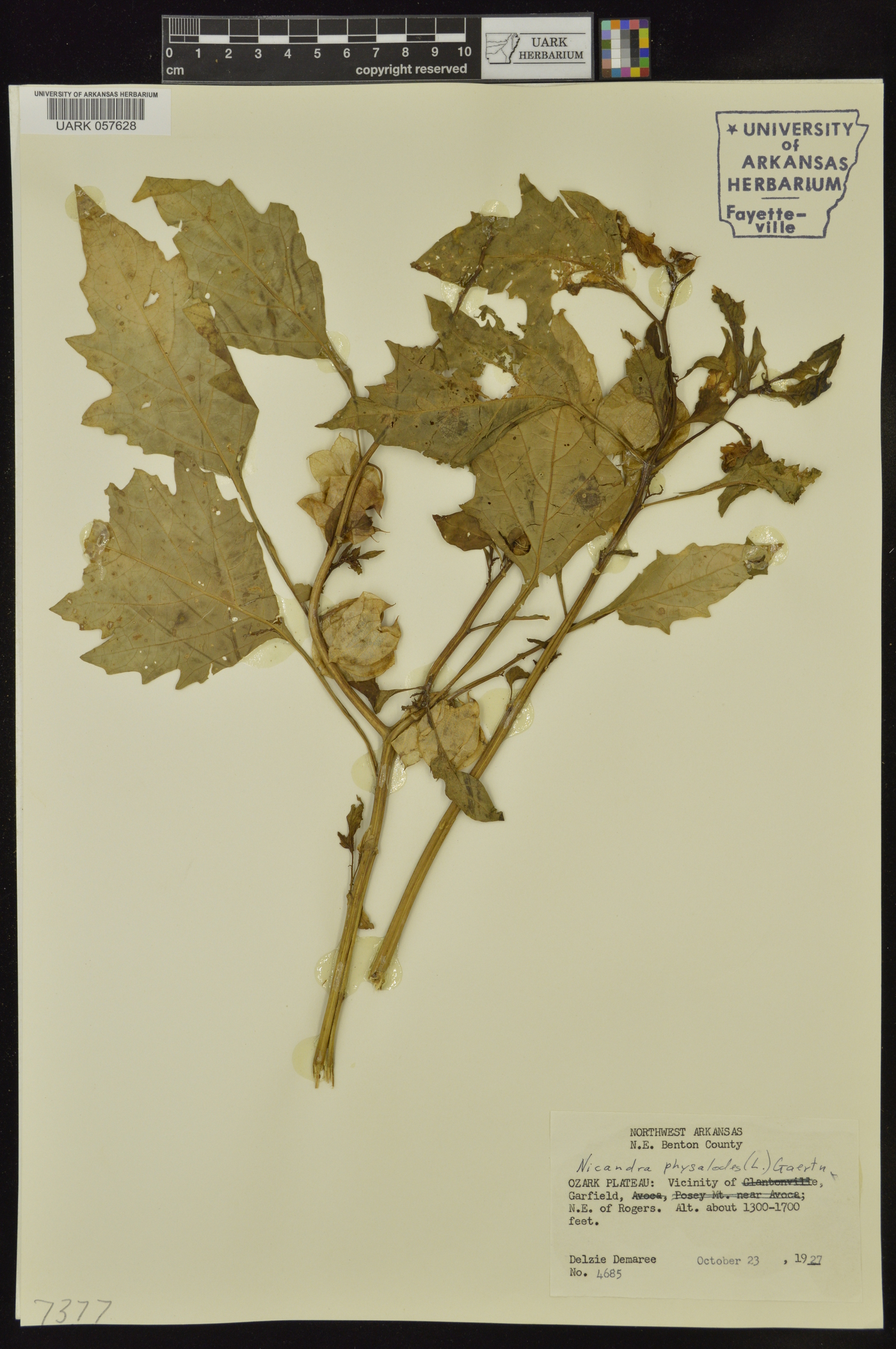 Nicandra physalodes image