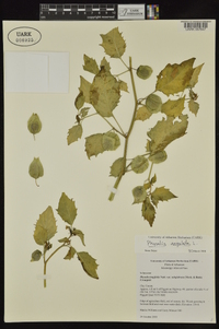 Physalis angulata image