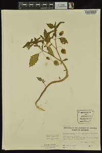 Physalis angulata image