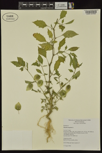 Physalis angulata image