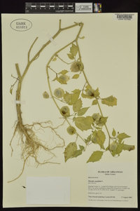 Physalis angulata image