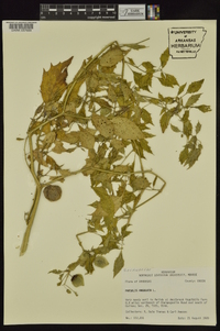 Physalis angulata image