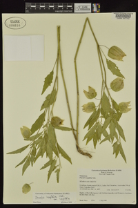 Physalis longifolia image