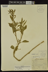 Physalis longifolia var. longifolia image