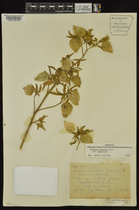 Physalis longifolia image