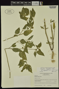 Physalis longifolia image