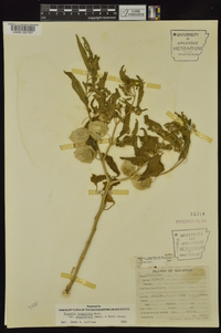 Physalis longifolia image