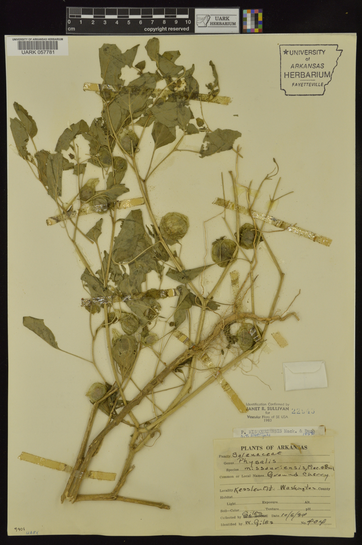 Physalis missouriensis image
