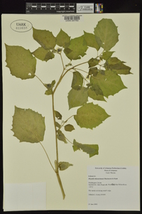 Physalis pubescens image