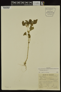 Physalis pubescens image