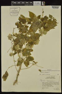 Physalis pubescens image