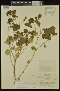 Physalis pubescens image