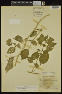 Physalis pubescens image