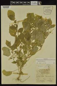 Physalis pubescens image