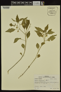 Physalis virginiana image