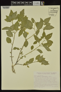 Physalis virginiana image